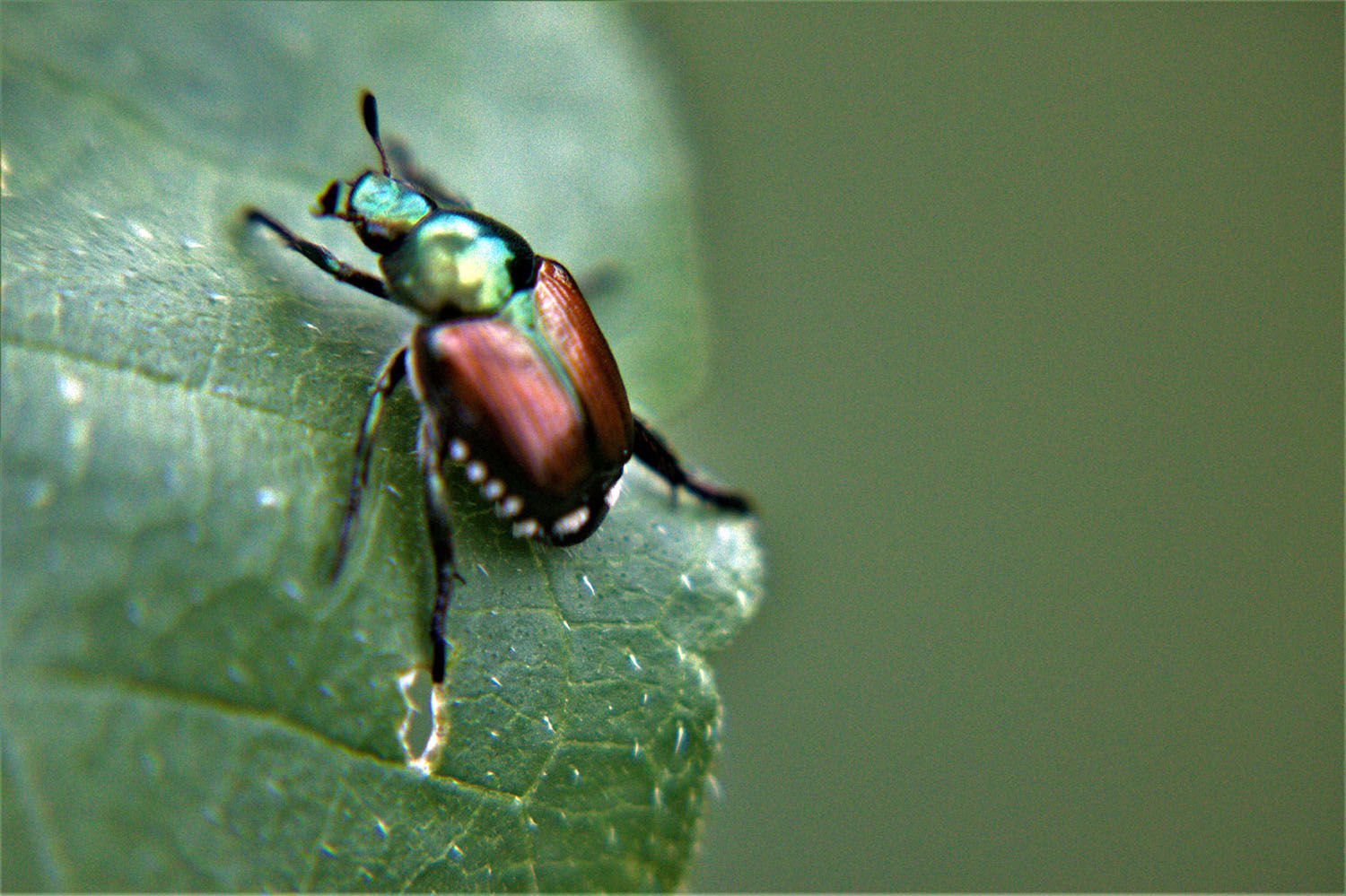 Five common garden invaders and how to control them